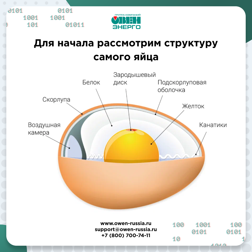 Для начала рассмотрим структуру самого яйца