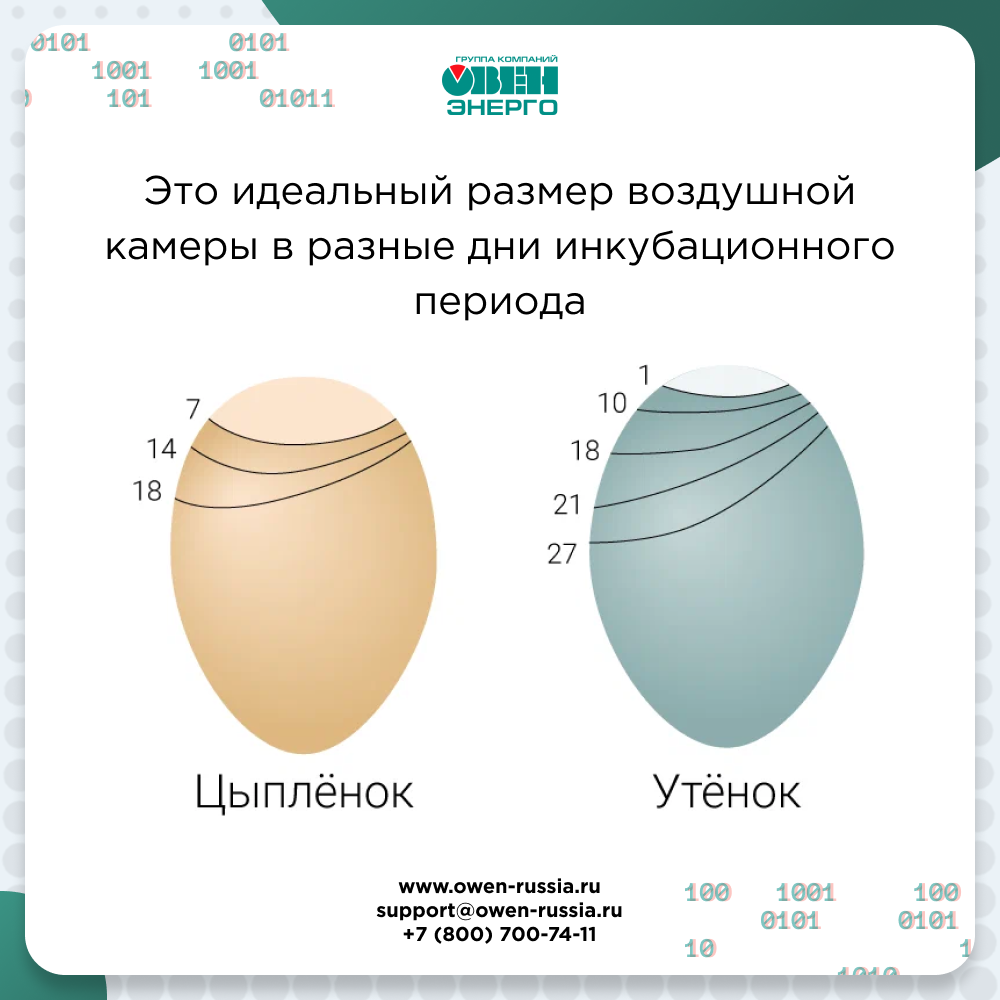 Это идеальный размер воздушной камеры в разные дни инкубационного периода